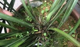 兰花姐姐爆料全集视频网,揭秘背后惊人真相